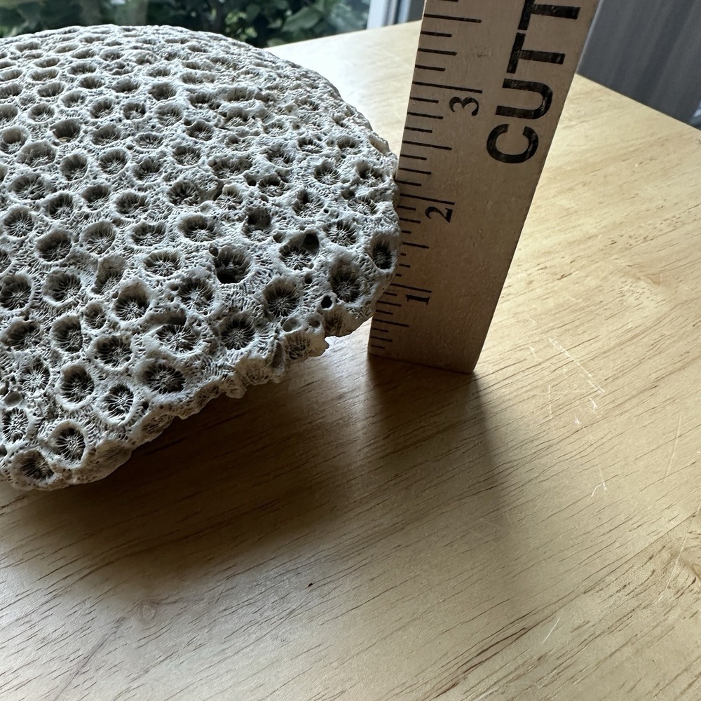 Fossil Coral Colony Specimen 5.5" Detailed Tarrant County Texas Creek Find 42 oz - Picture 11 of 11